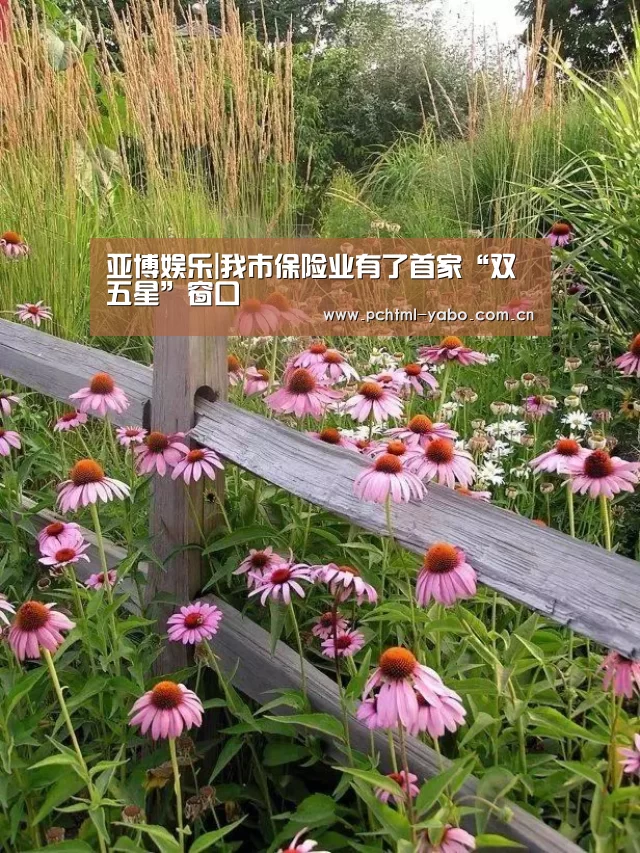 亚博娱乐|我市保险业有了首家“双五星”窗口(图1) 亚博APP